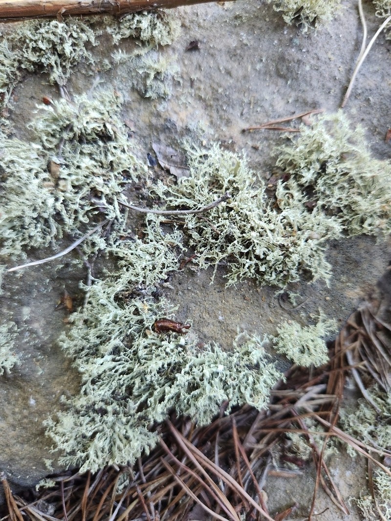 Cartilage Lichen photo 4