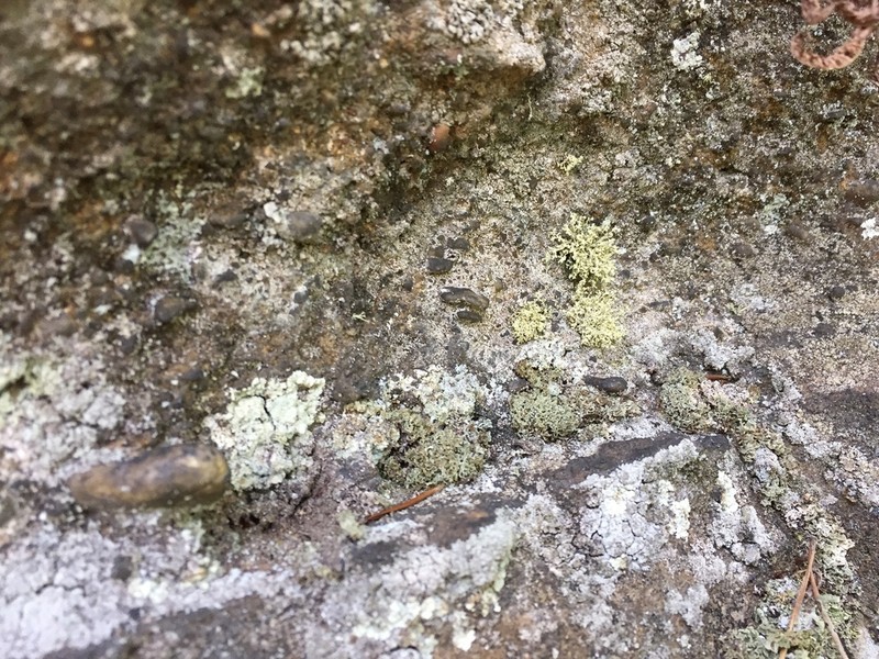 Cartilage Lichen photo 5