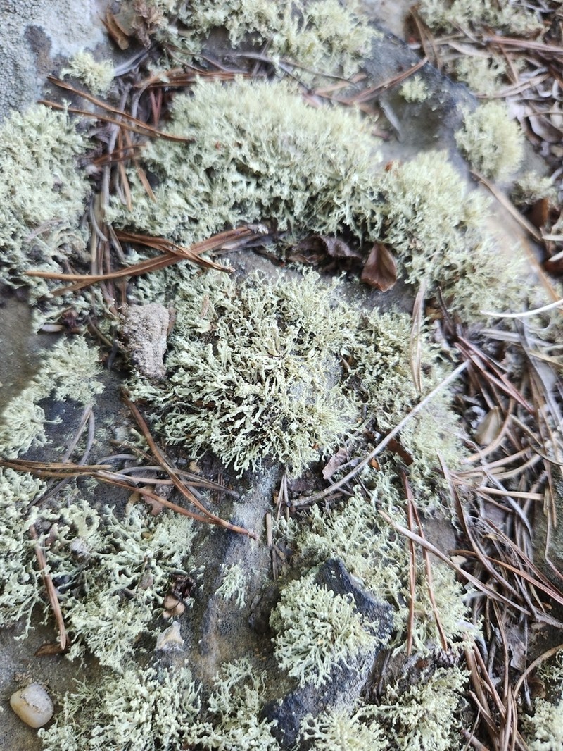 Cartilage Lichen photo 6