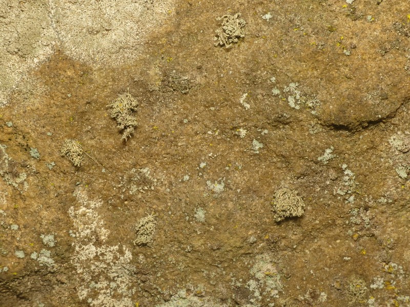 Cartilage Lichen photo 7