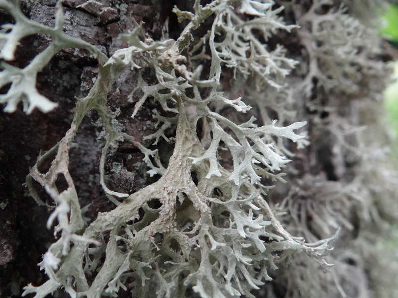 Cartilage Lichen photo 2