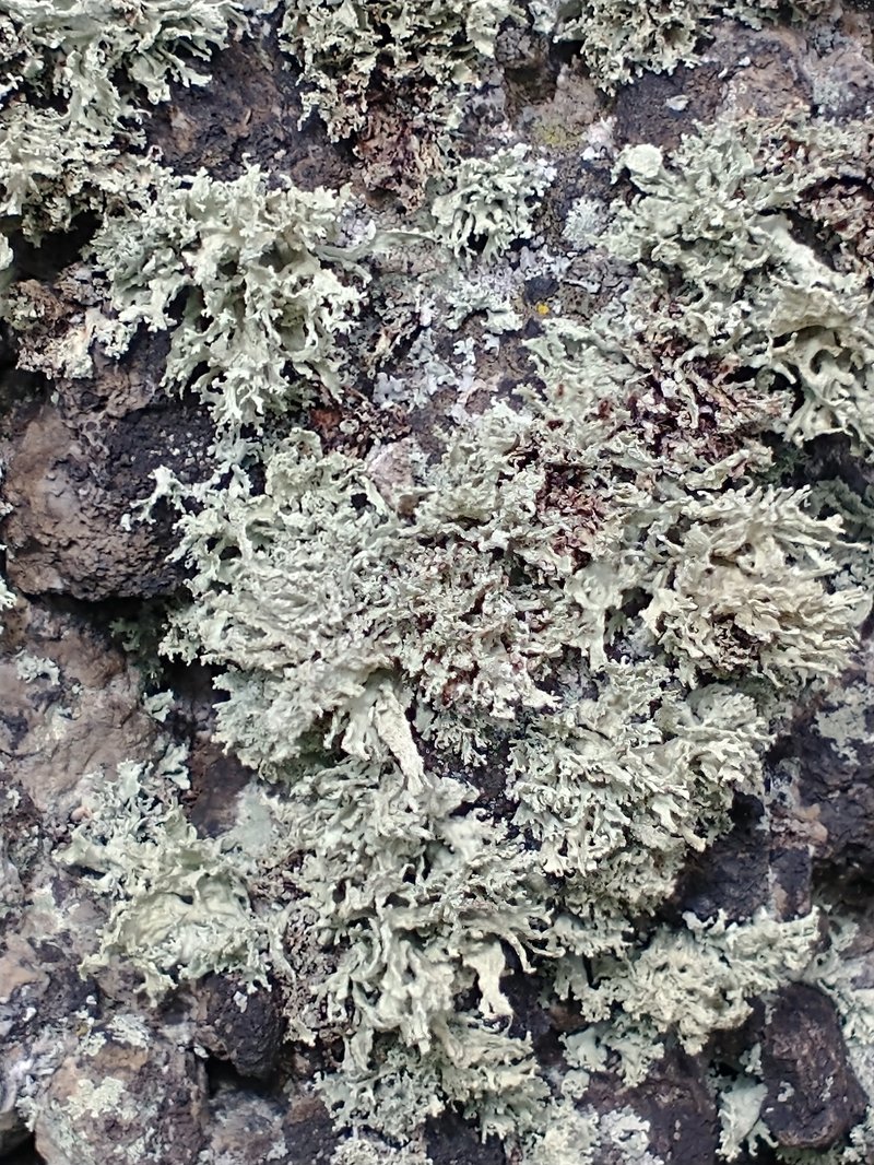 Cartilage Lichen