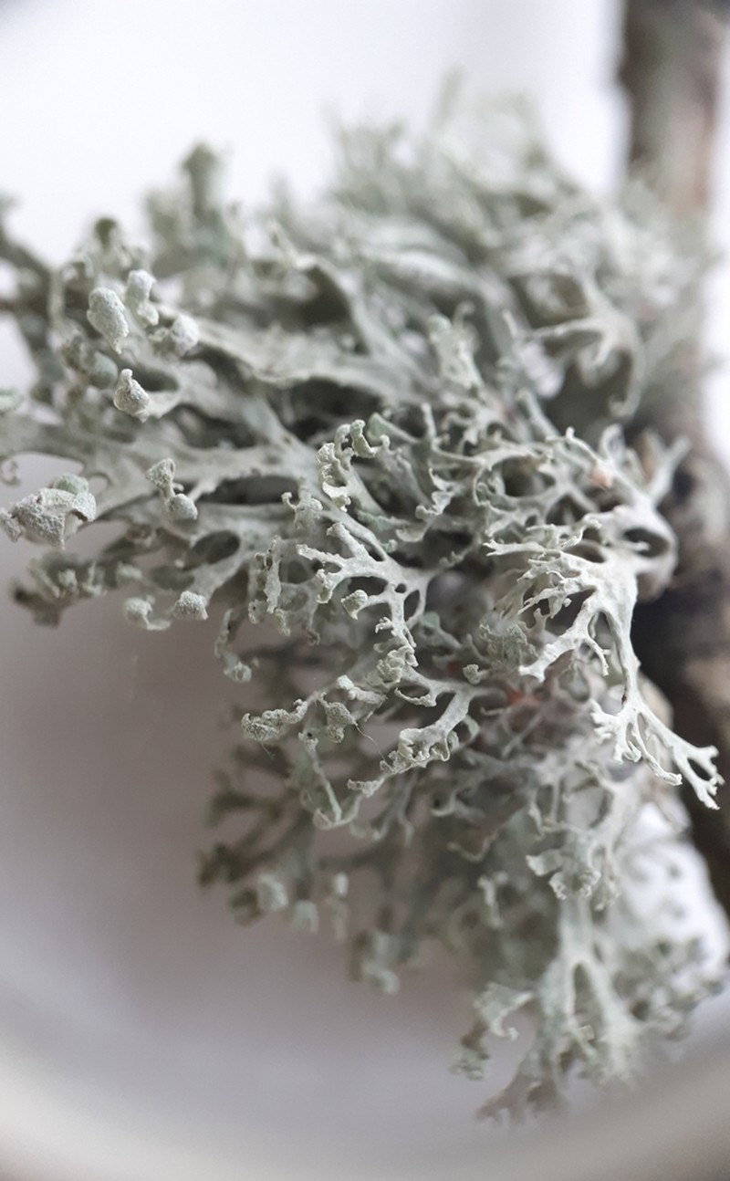Cartilage Lichen photo 3