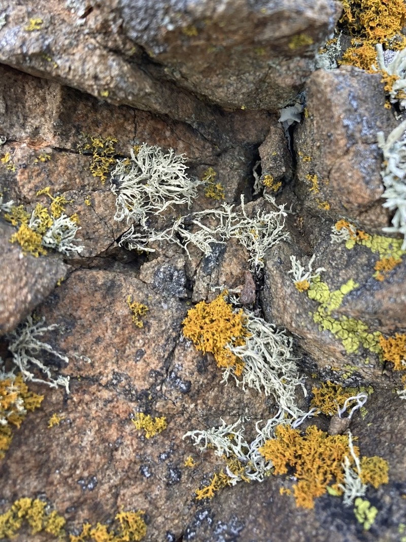 Cartilage Lichen photo 4