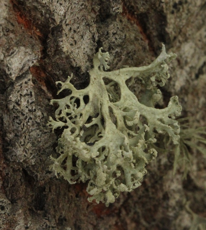 Cartilage Lichen photo 5