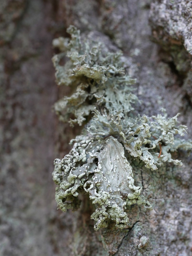 Cartilage Lichen photo 6