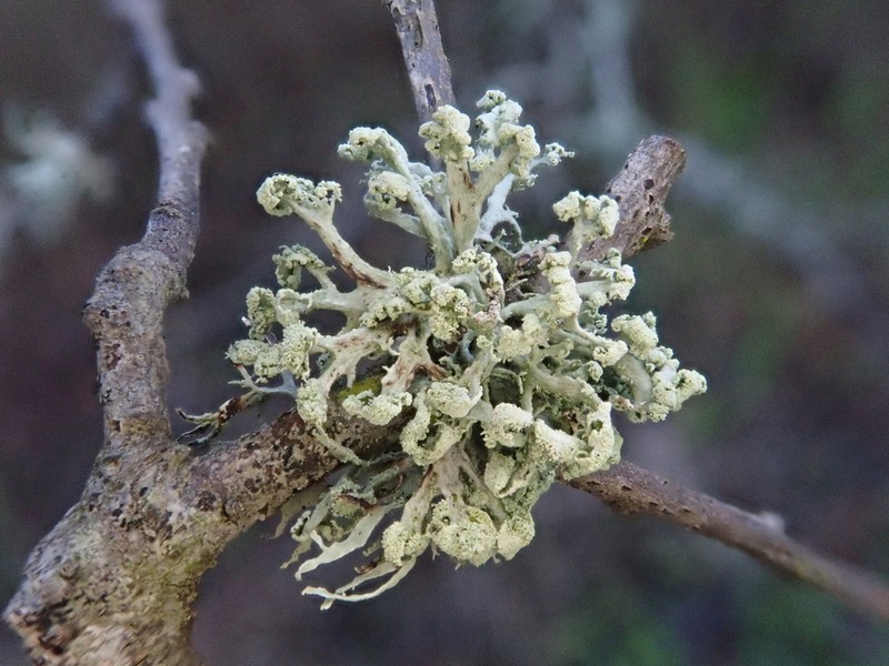 Cartilage Lichen photo 7