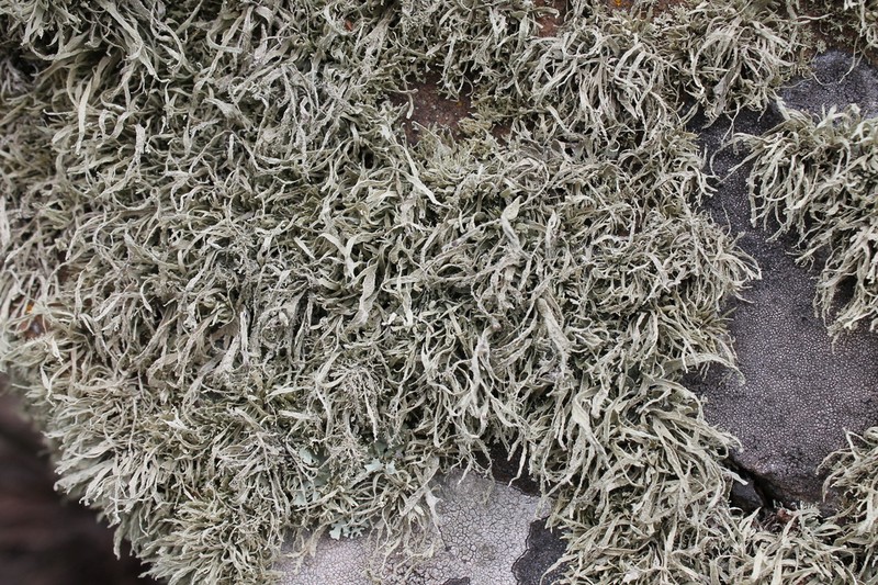Cartilage Lichen