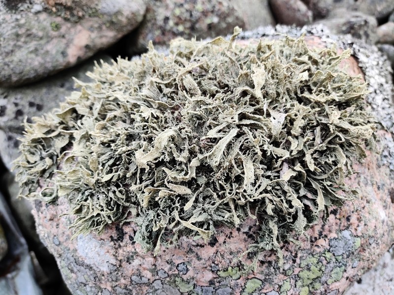Cartilage Lichen photo 2