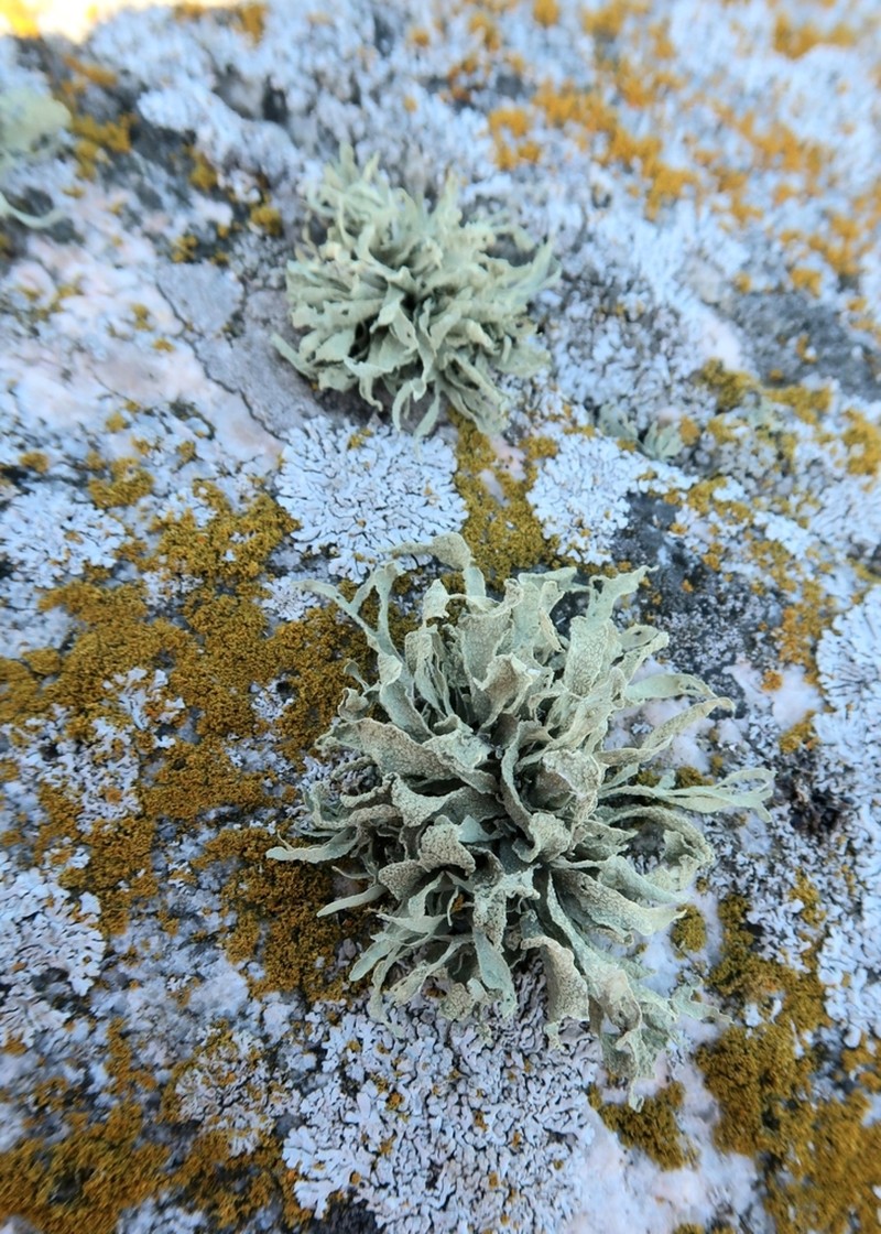 Cartilage Lichen photo 3