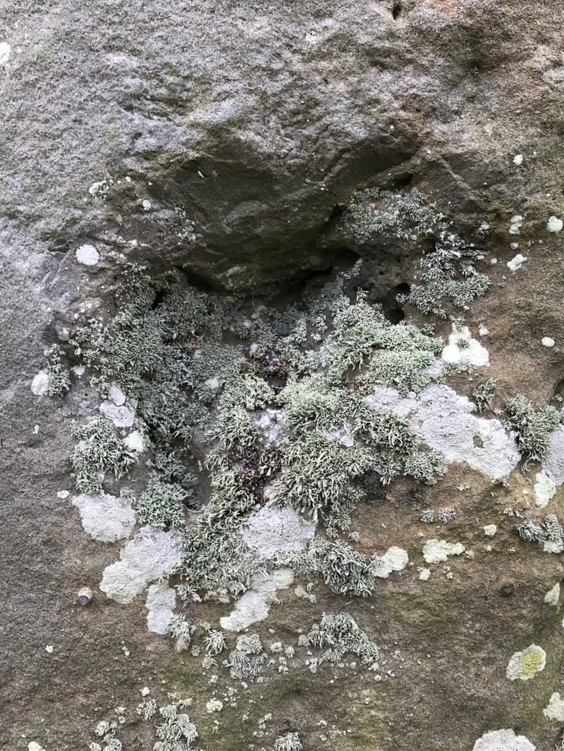 Cartilage Lichen photo 4