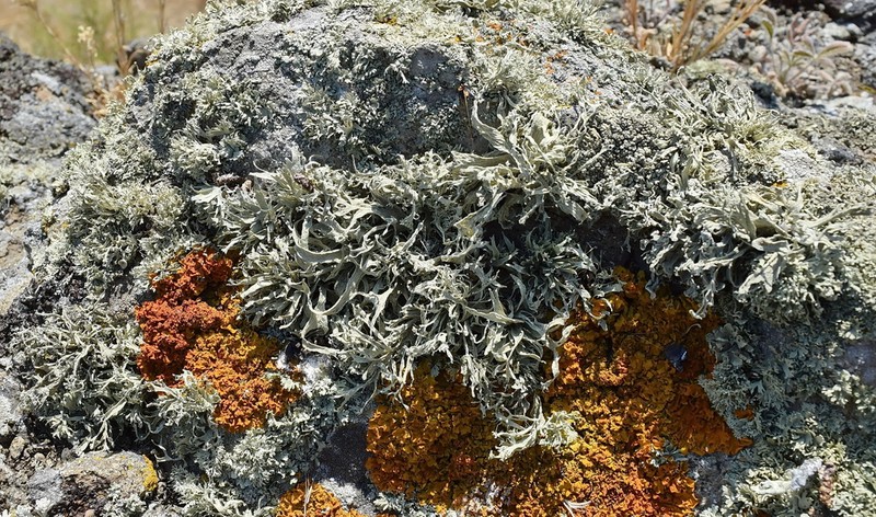 Cartilage Lichen photo 5