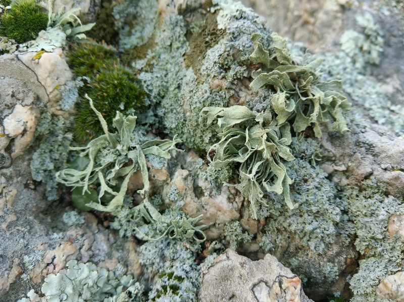 Cartilage Lichen photo 6