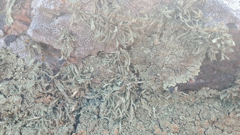Cartilage Lichen photo 7