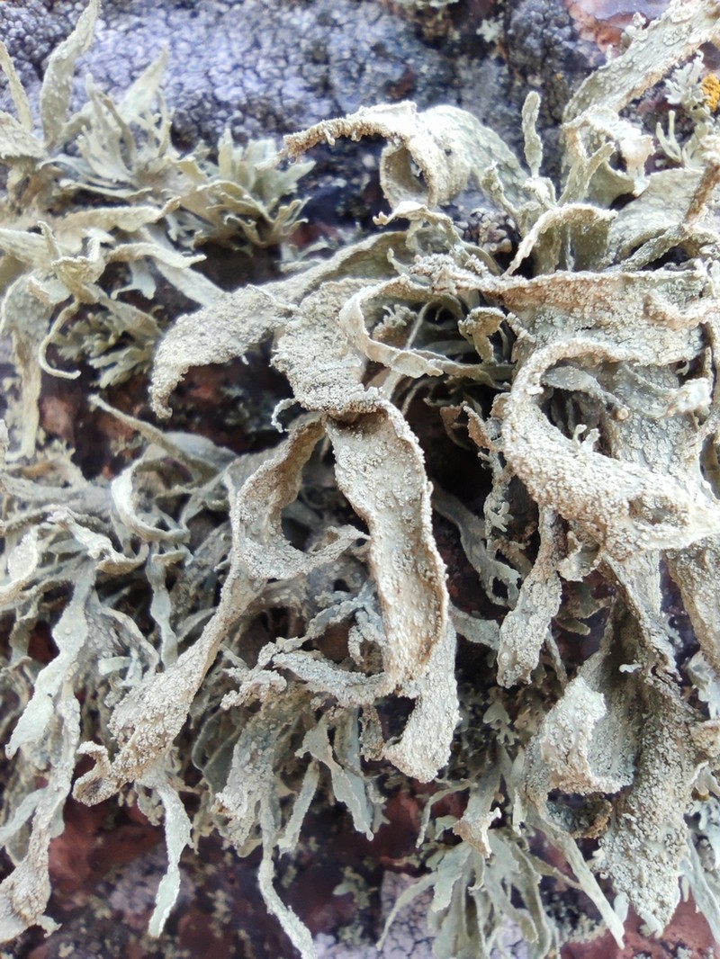 Cartilage Lichen photo 8