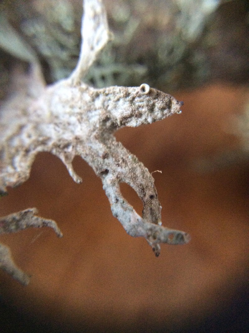 Ramalina puberulenta