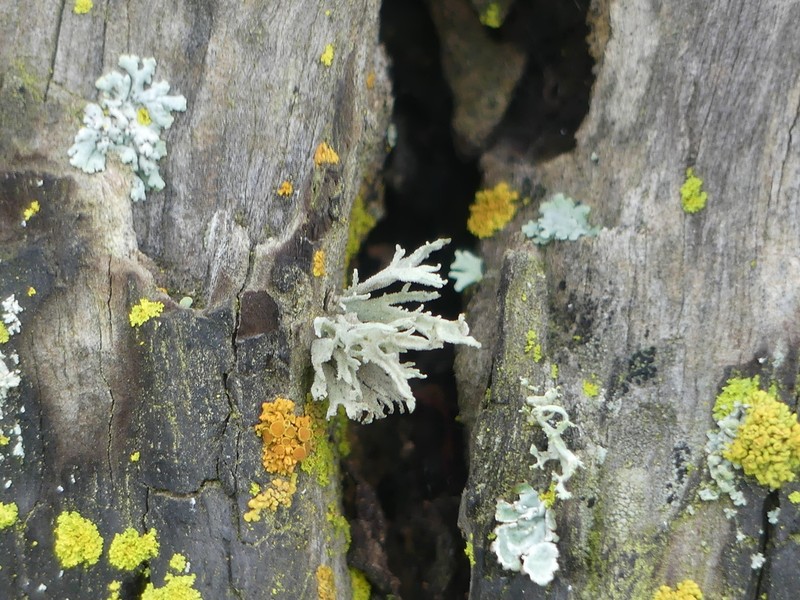 Ramalina puberulenta photo 2
