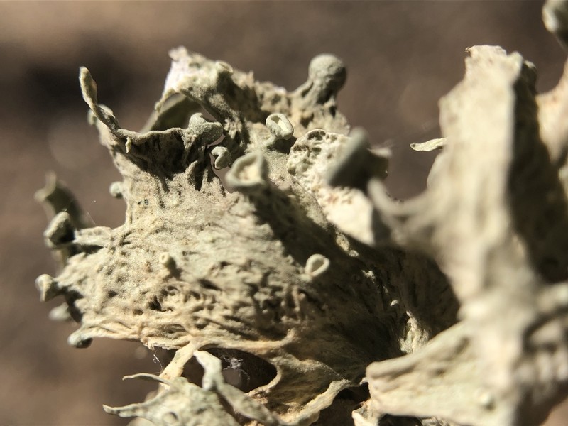 Ramalina puberulenta photo 3