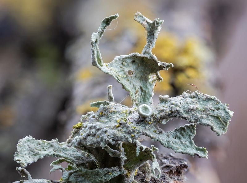 Ramalina puberulenta photo 4