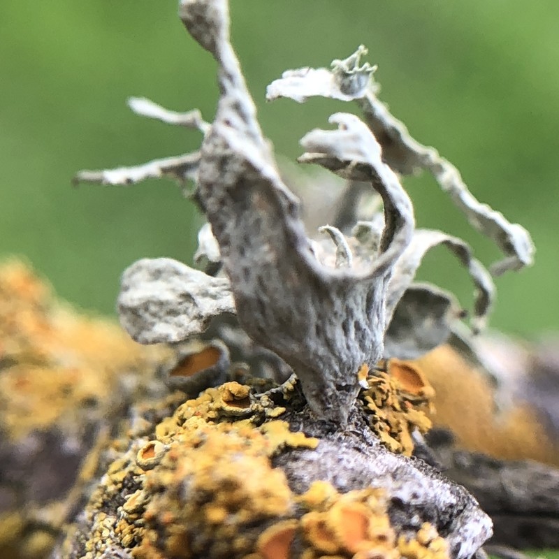 Ramalina puberulenta photo 5