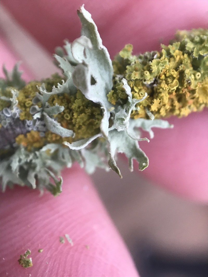 Ramalina puberulenta photo 6