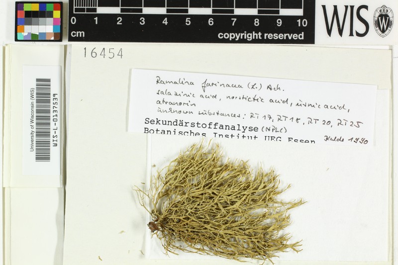 Ramalina reagens