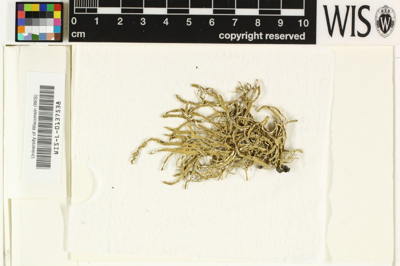 Ramalina reagens photo 3