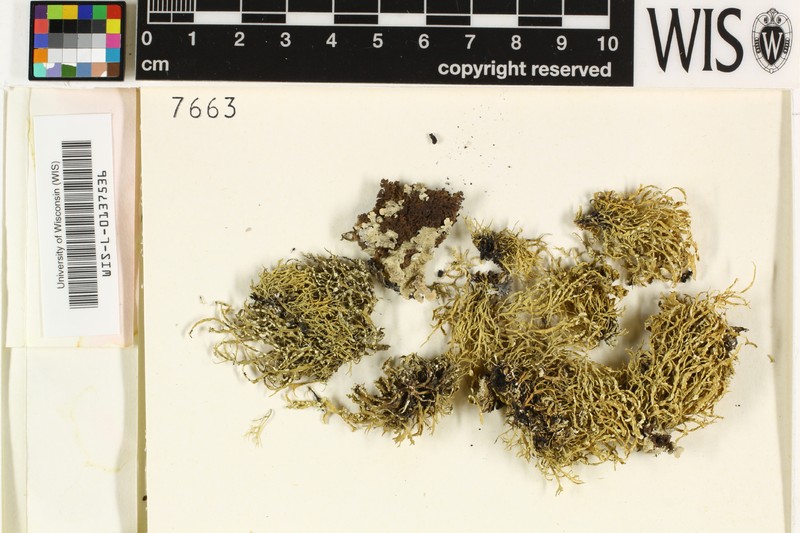 Ramalina reagens photo 4
