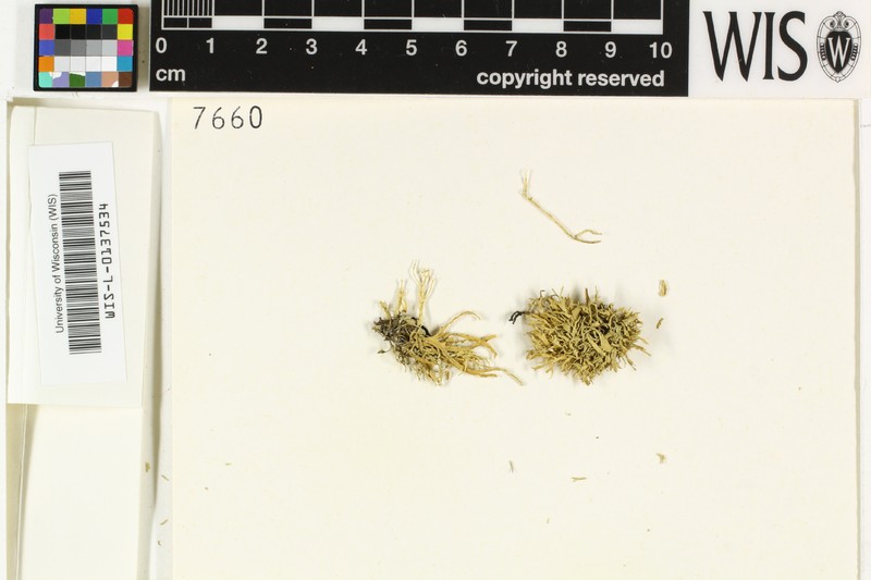 Ramalina reagens photo 5