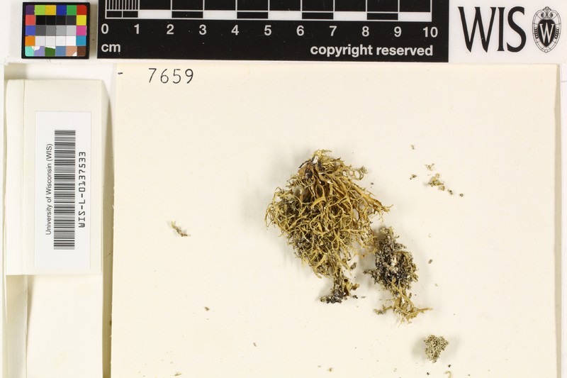 Ramalina reagens photo 6