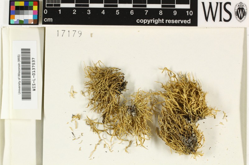 Ramalina reagens photo 7