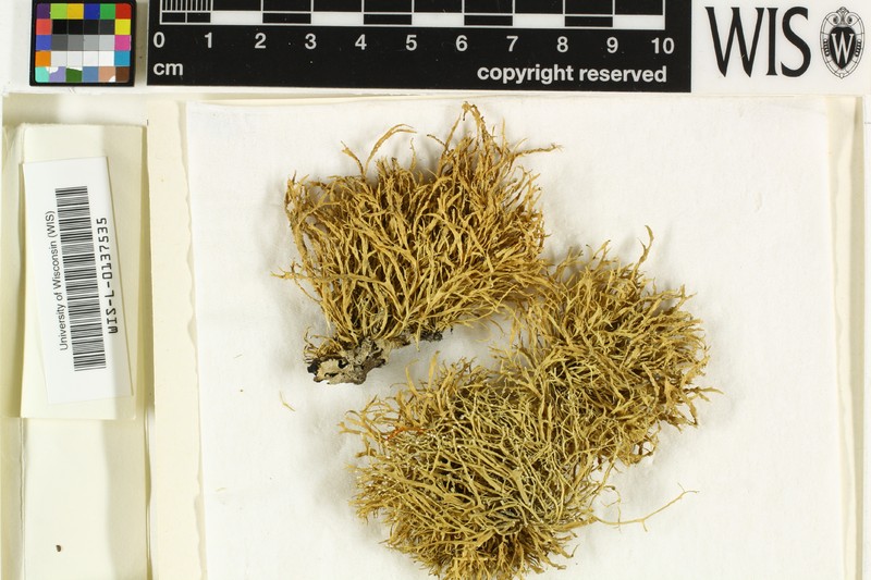 Ramalina reagens photo 8