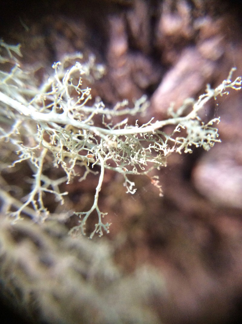 Roesler's Cartilage Lichen