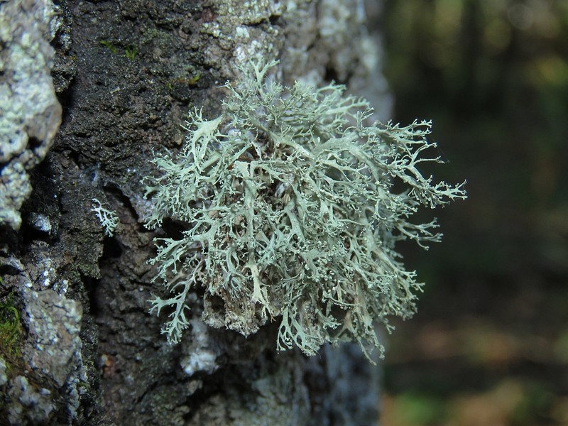 Roesler's Cartilage Lichen photo 2