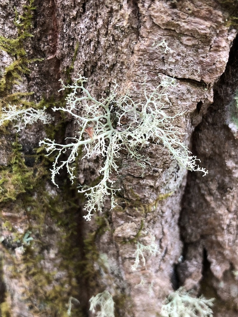Roesler's Cartilage Lichen photo 3