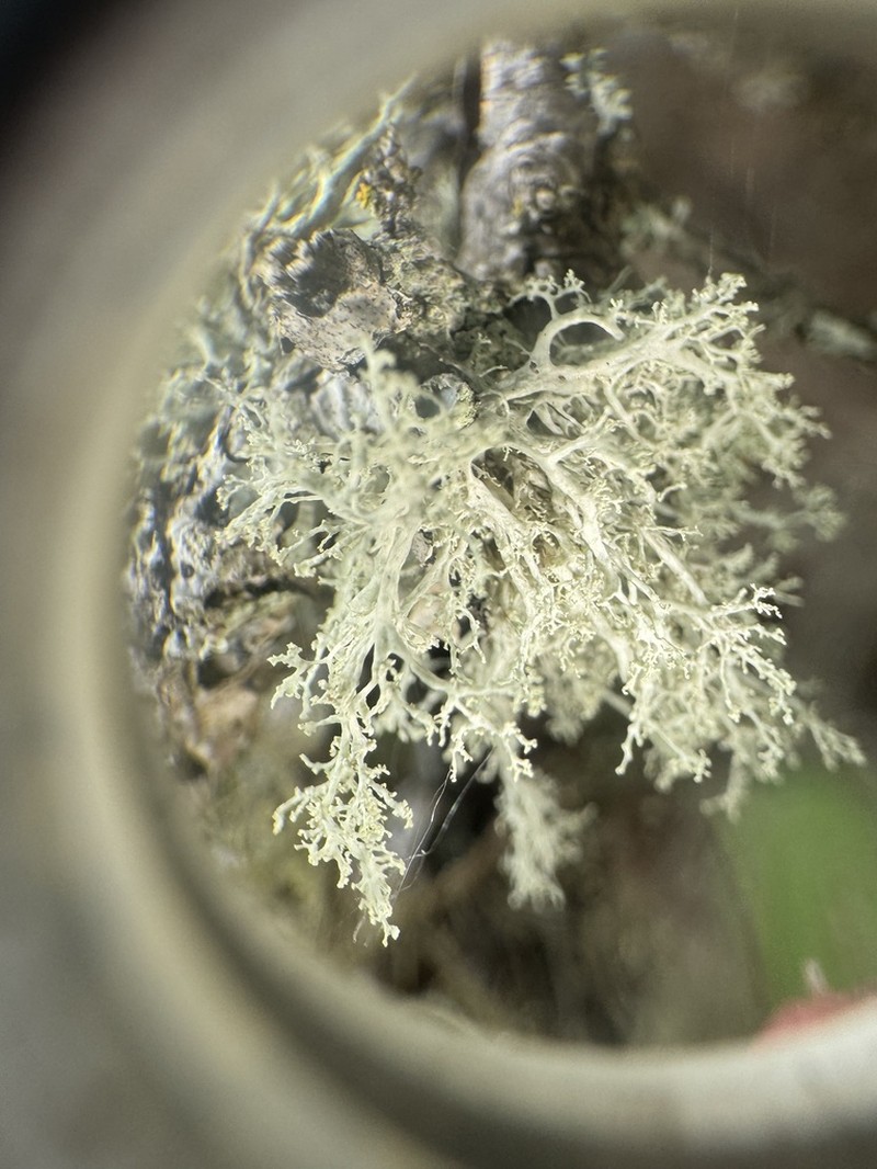 Roesler's Cartilage Lichen photo 4
