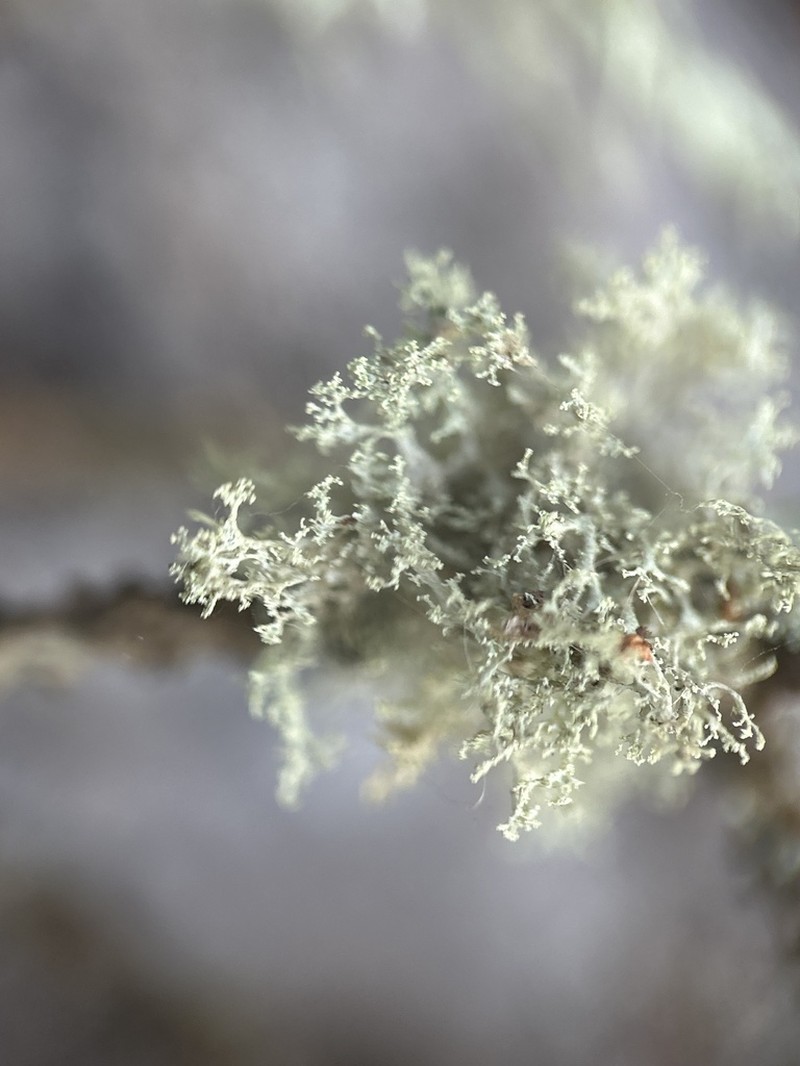 Roesler's Cartilage Lichen photo 5