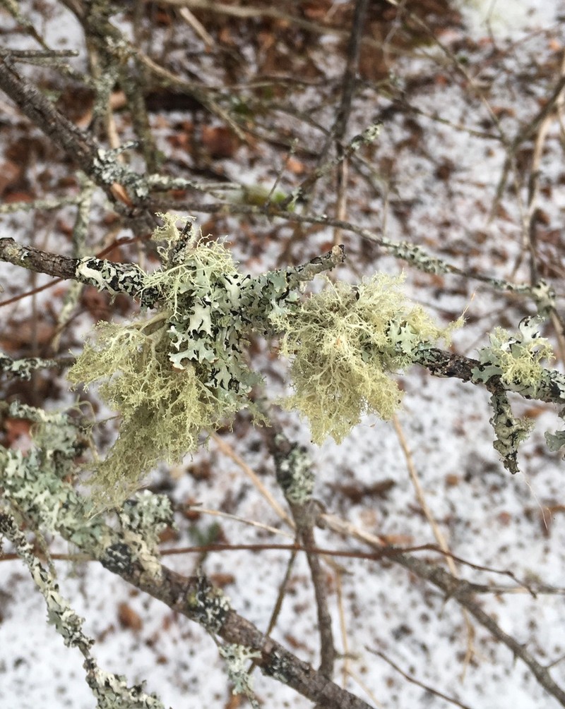 Roesler's Cartilage Lichen photo 6