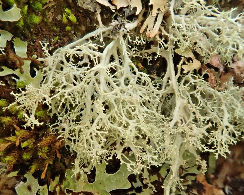Roesler's Cartilage Lichen photo 7