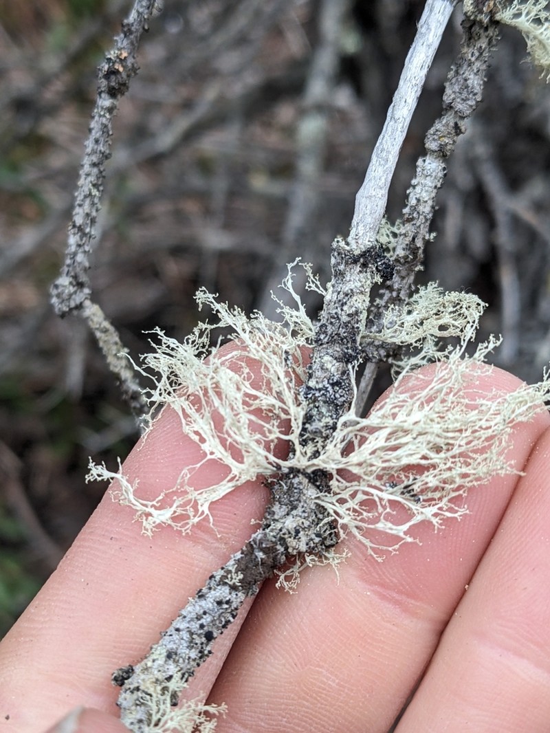 Roesler's Cartilage Lichen photo 8