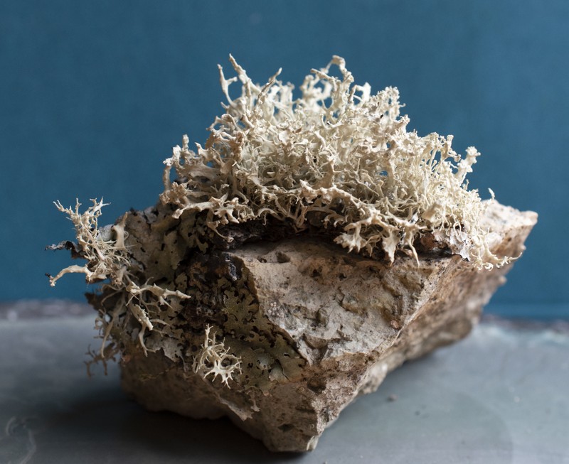 Cartilage Lichen