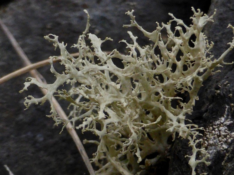 Cartilage Lichen photo 2
