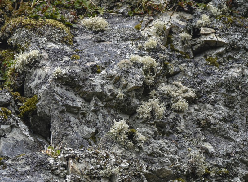 Cartilage Lichen photo 3
