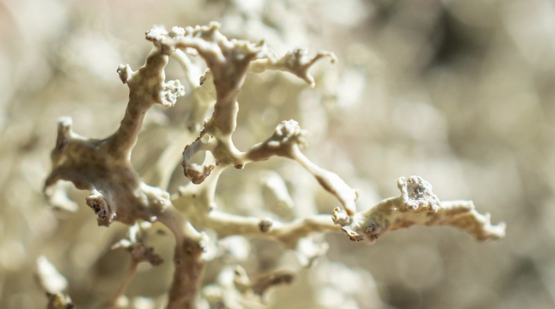 Cartilage Lichen photo 4