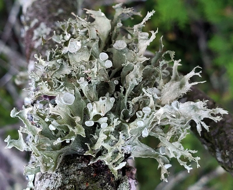 Cartilage Lichen