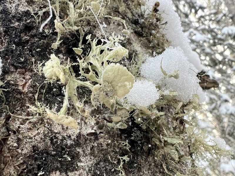 Cartilage Lichen photo 2