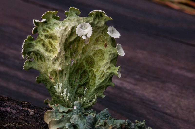 Cartilage Lichen photo 3