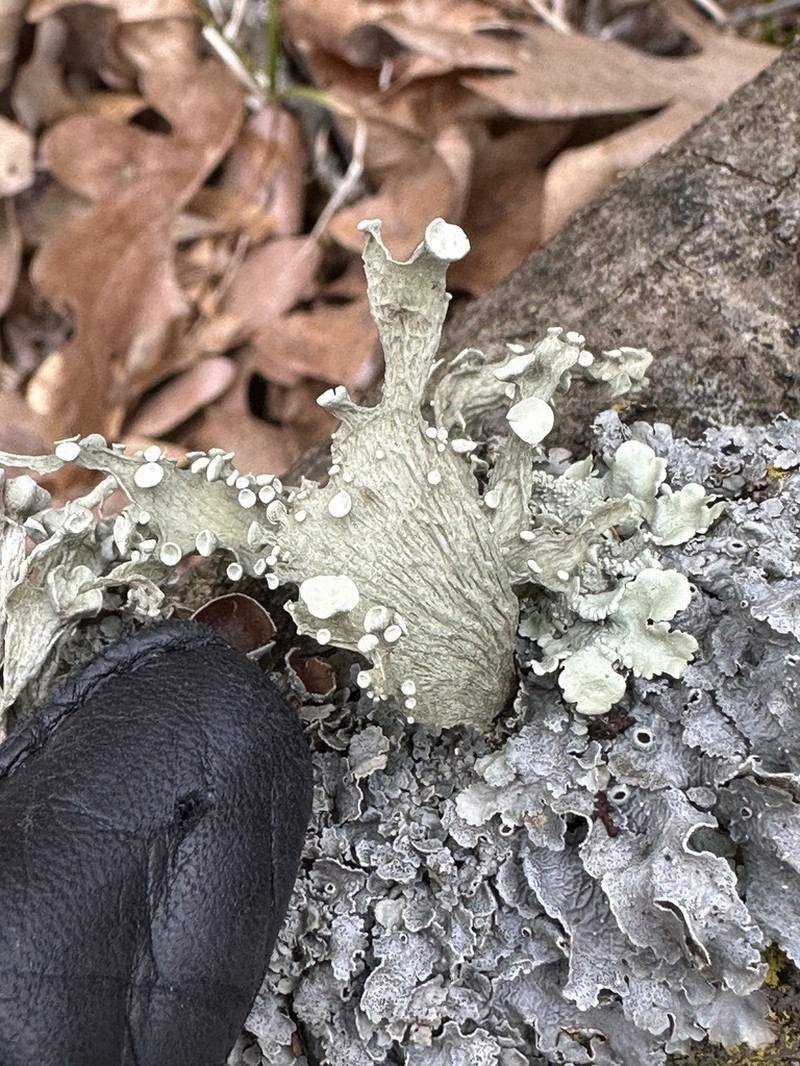 Cartilage Lichen photo 4