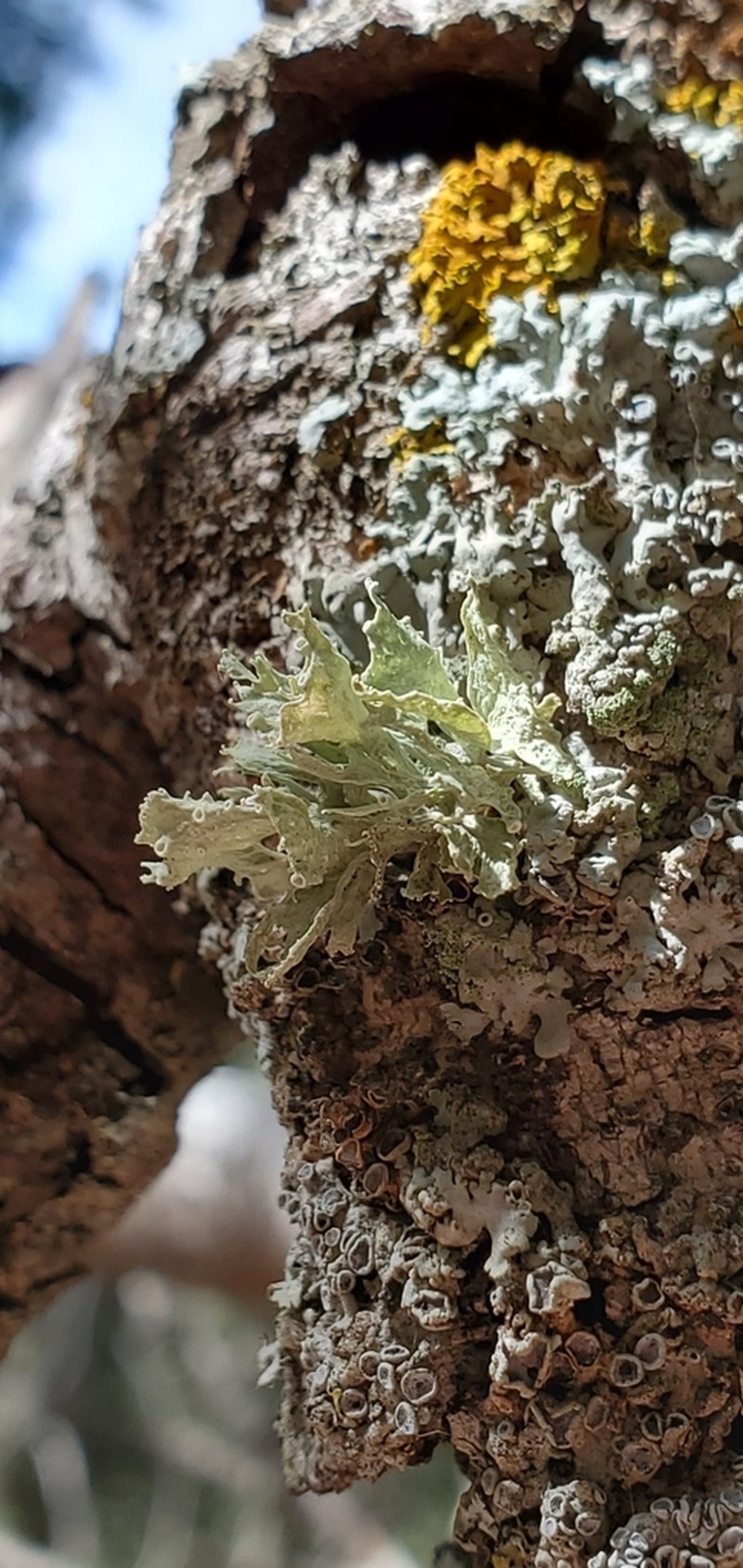 Cartilage Lichen photo 5
