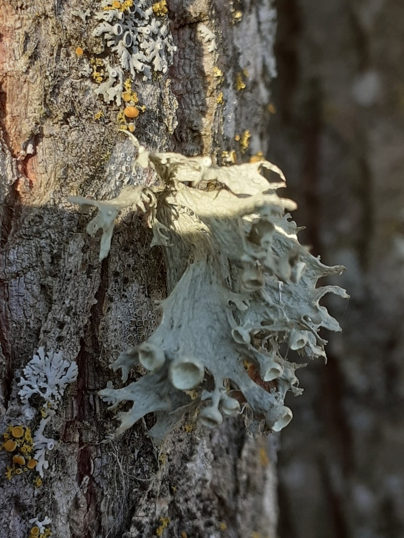Cartilage Lichen photo 6